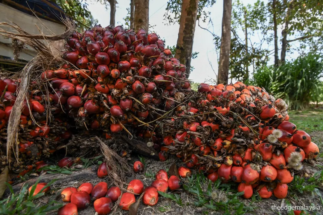 Palm oil prices to stay firm next month on India demand, soybean prices, says industry council