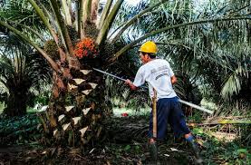 Major Palm Oil Companies Plan to Cut Carbon Emissions