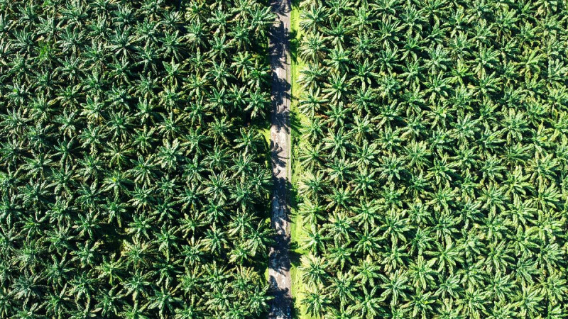 Government Races to Meet 4 Million-Hectare Target in Palm Oil and Mining Land Recovery