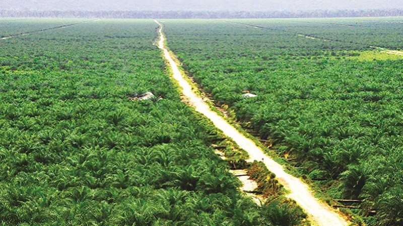 Palm Oil Industry Seeks to Rewrite Its Global Image