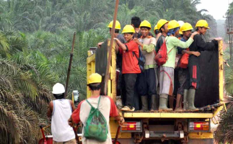Labor Crisis Looms Over Palm Oil Industry as Traditional Model Loses Appeal