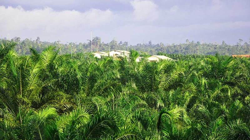 Palm Oil Faces Growing Challenge of Balancing Production Efficiency and Sustainability