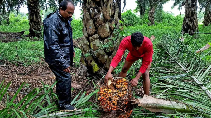 Indonesia's Palm Oil Export Policy Encourages India to Accelerate Edible Oil Self-Sufficiency
