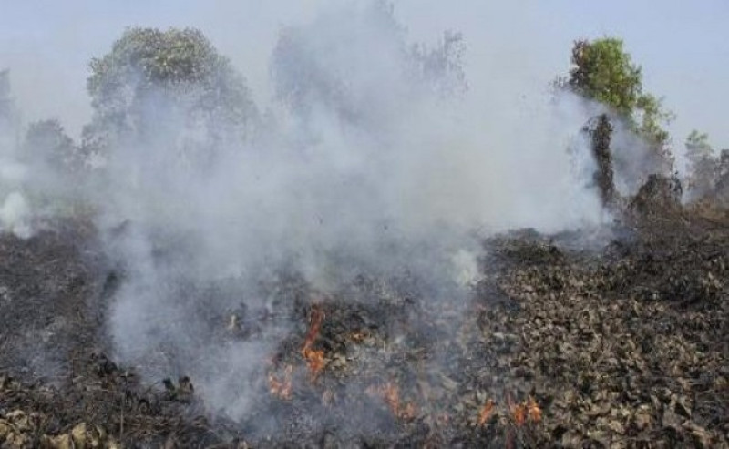 West Kalimantan Records 6,526 Hotspots as Link-AR Borneo Calls for Palm Oil Governance Review