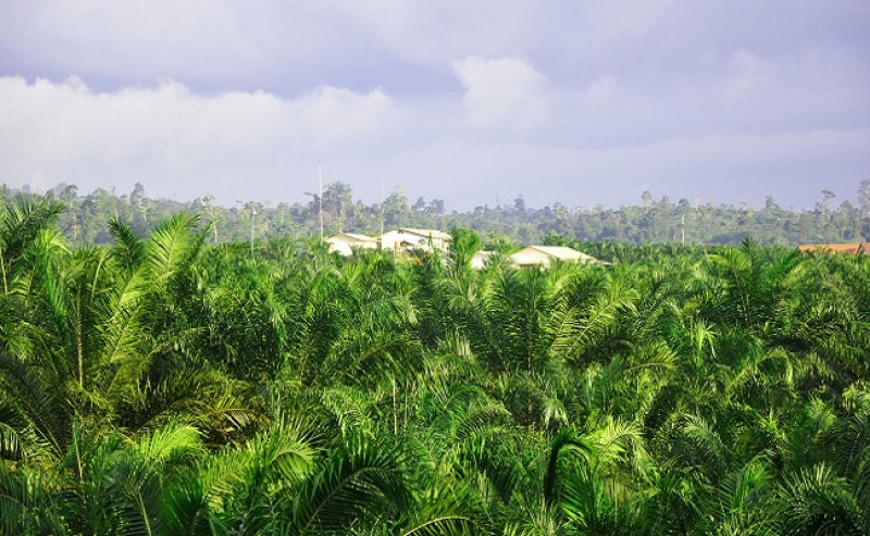 Indonesia Accelerates Smallholder Oil Palm Replanting in East Kutai to Boost ISPO Certification
