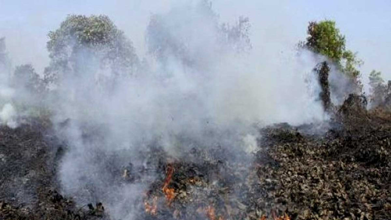 Karhutla Policy Draws Criticism as Sawit Watch Says Palm Oil Workers Remain Unprotected