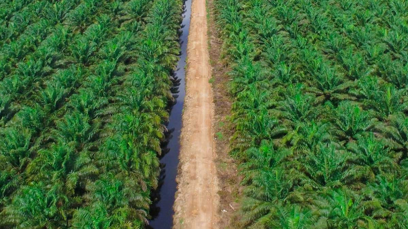 Indonesia Agrarian Reform Law Raises Regulatory Questions for Malaysian Palm Oil Firms