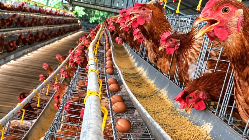 Indonesia Explores Palm-Based Alternatives to Soybean Meal in Poultry Feed