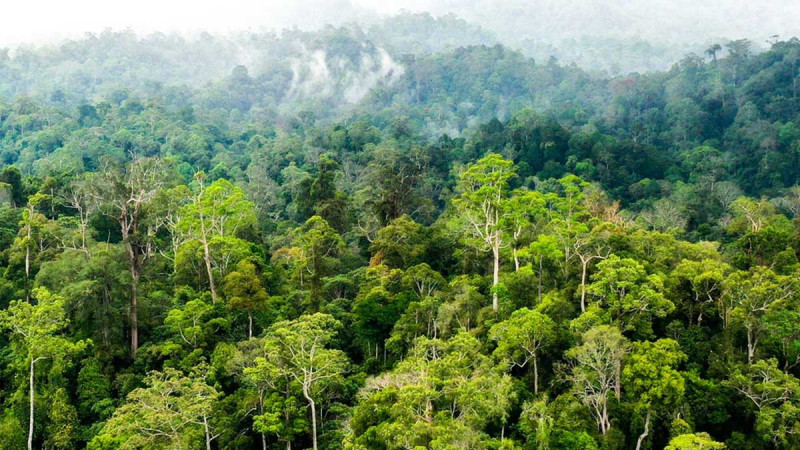 Indonesia Reclaims 6.2 Million Hectares of Forest Areas Linked to Oil Palm Plantations